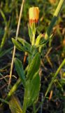 Calendula arvensis