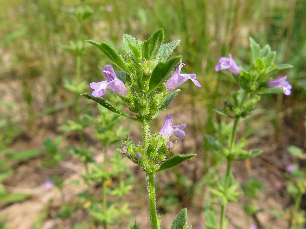 Image of Ziziphora acinos specimen.