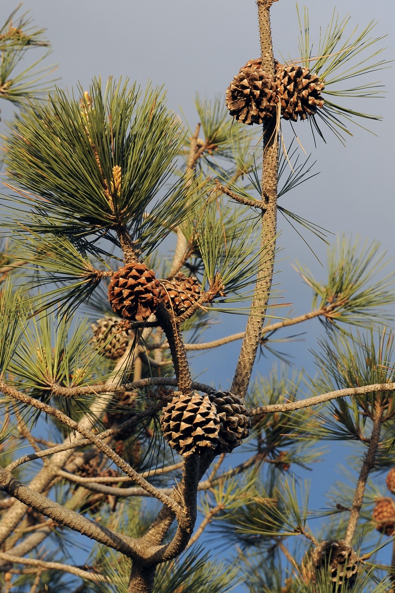 Image of Pinus torreyana specimen.