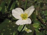 Luronium natans. Цветок. Нидерланды, провинция Drenthe, река Oostervoortsche Diep между деревнями Norg и Donderen. 21 июня 2010 г.