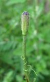 Papaver argemone