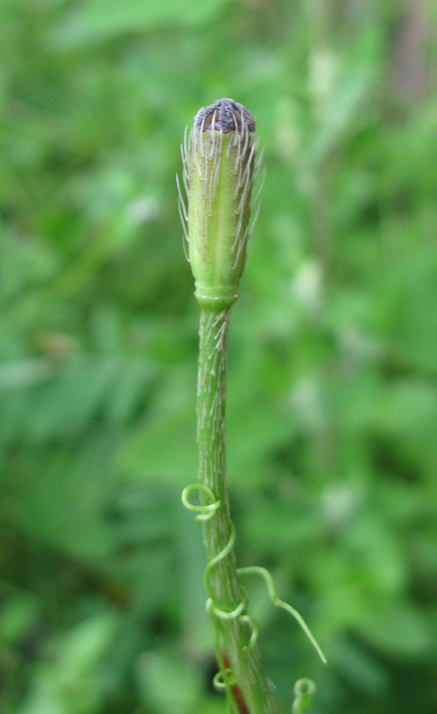 Image of Papaver argemone specimen.