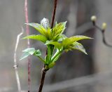Sambucus racemosa
