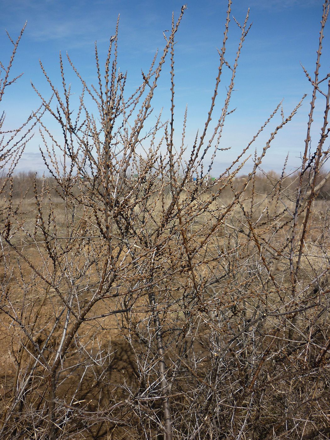 Image of Hippophae rhamnoides specimen.