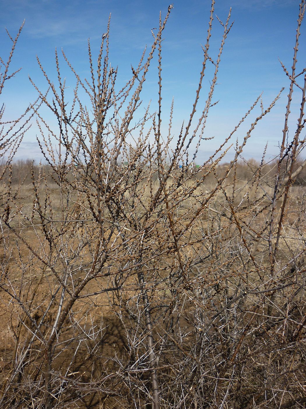 Изображение особи Hippophae rhamnoides.