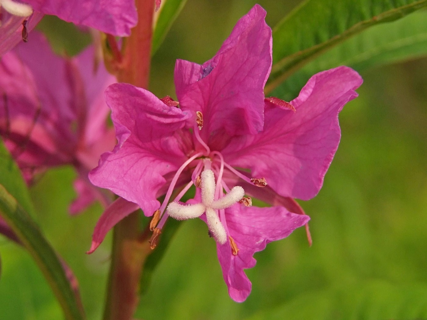 Image of Chamaenerion angustifolium specimen.