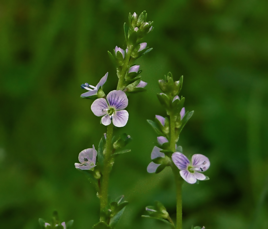 Image of Veronica serpyllifolia specimen.