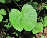 Pimpinella tripartita