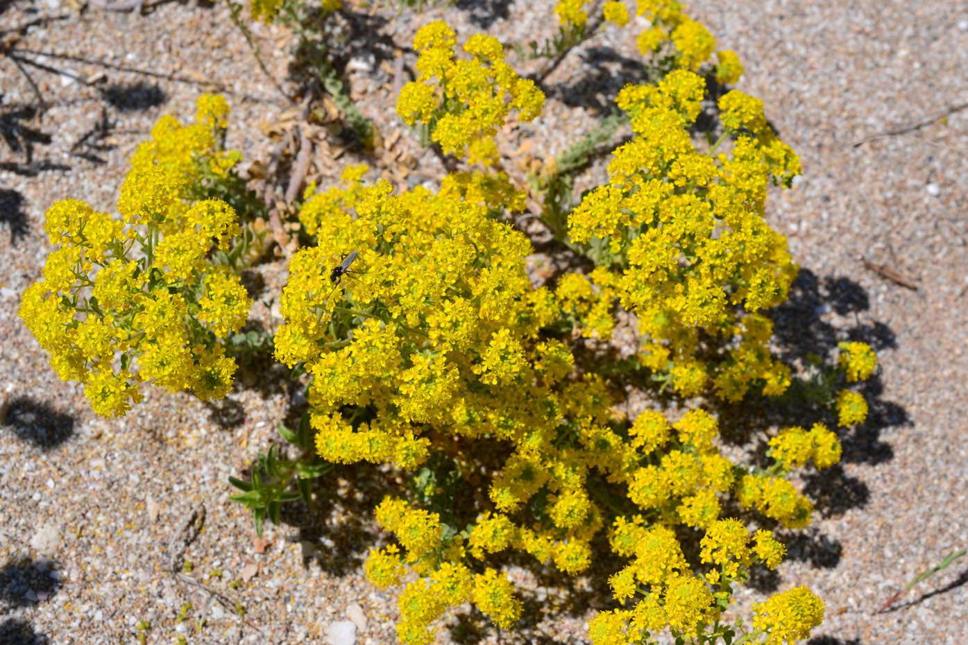 Image of Odontarrhena borzaeana specimen.