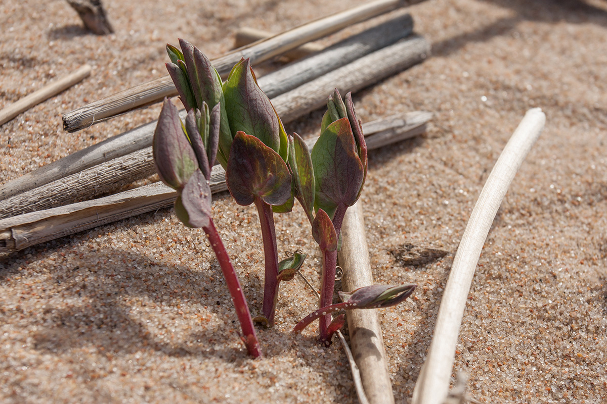 Image of Lathyrus japonicus ssp. maritimus specimen.