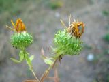 Grindelia squarrosa. Невызревшие соплодия. Украина, окр. Одессы, побережье Черного моря. 09.10.2009.