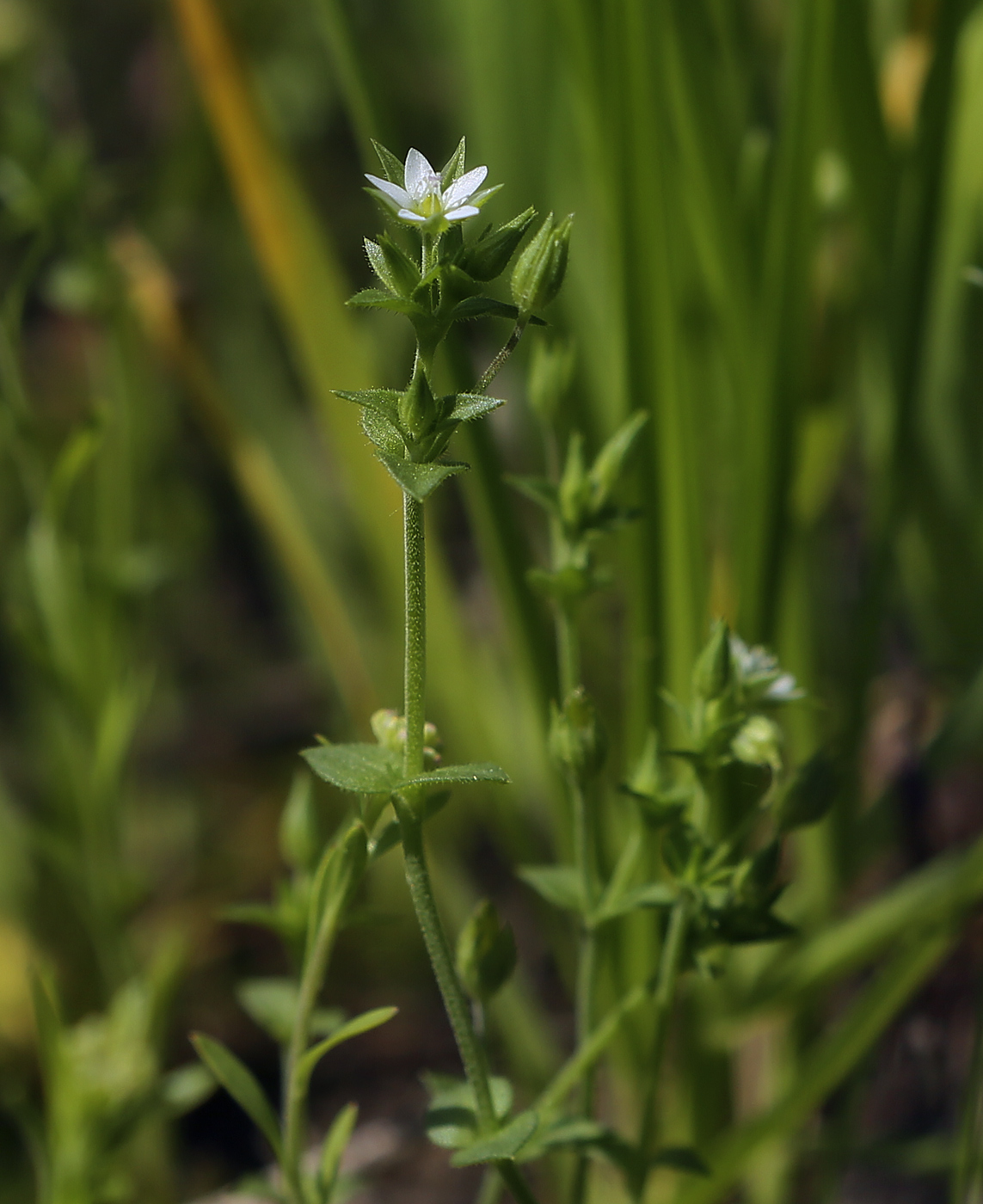 Image of Arenaria uralensis specimen.