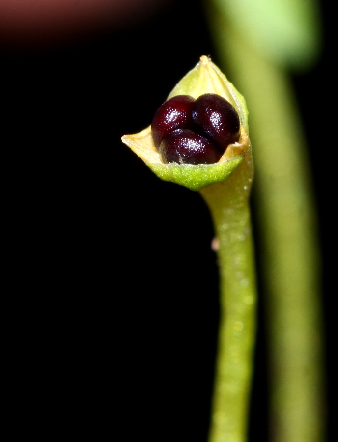 Image of Montia fontana specimen.