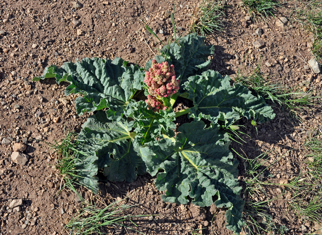 Изображение особи Rheum rhabarbarum.