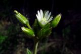 Cerastium holosteoides. Верхняя часть цветущего растения. Красноярский край, Новосёловский р-н, биостанция СФУ, берег Красноярского водохранилища в р-не залива р. Убей, среди камней. 17.06.2017.