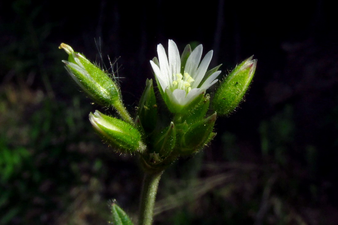 Изображение особи Cerastium holosteoides.