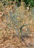 Goebelia pachycarpa