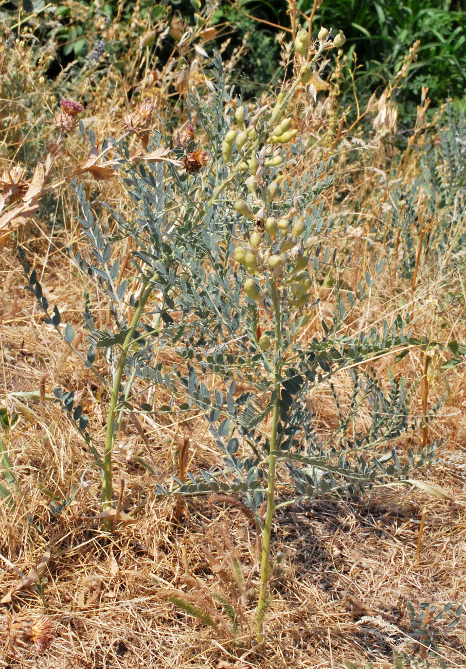 Изображение особи Goebelia pachycarpa.