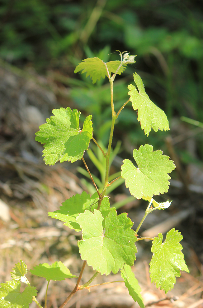 Изображение особи Vitis gmelinii.