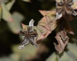 Ruschia perfoliata. Старый плод на верхушке побега. Израиль, Шарон, г. Тель-Авив, ботанический сад \"Сад кактусов\". 07.03.2017.