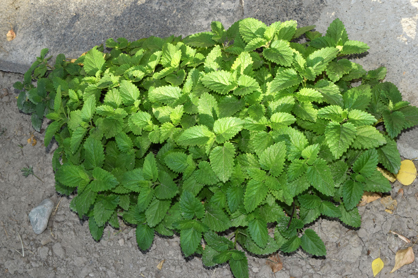 Image of Melissa officinalis specimen.