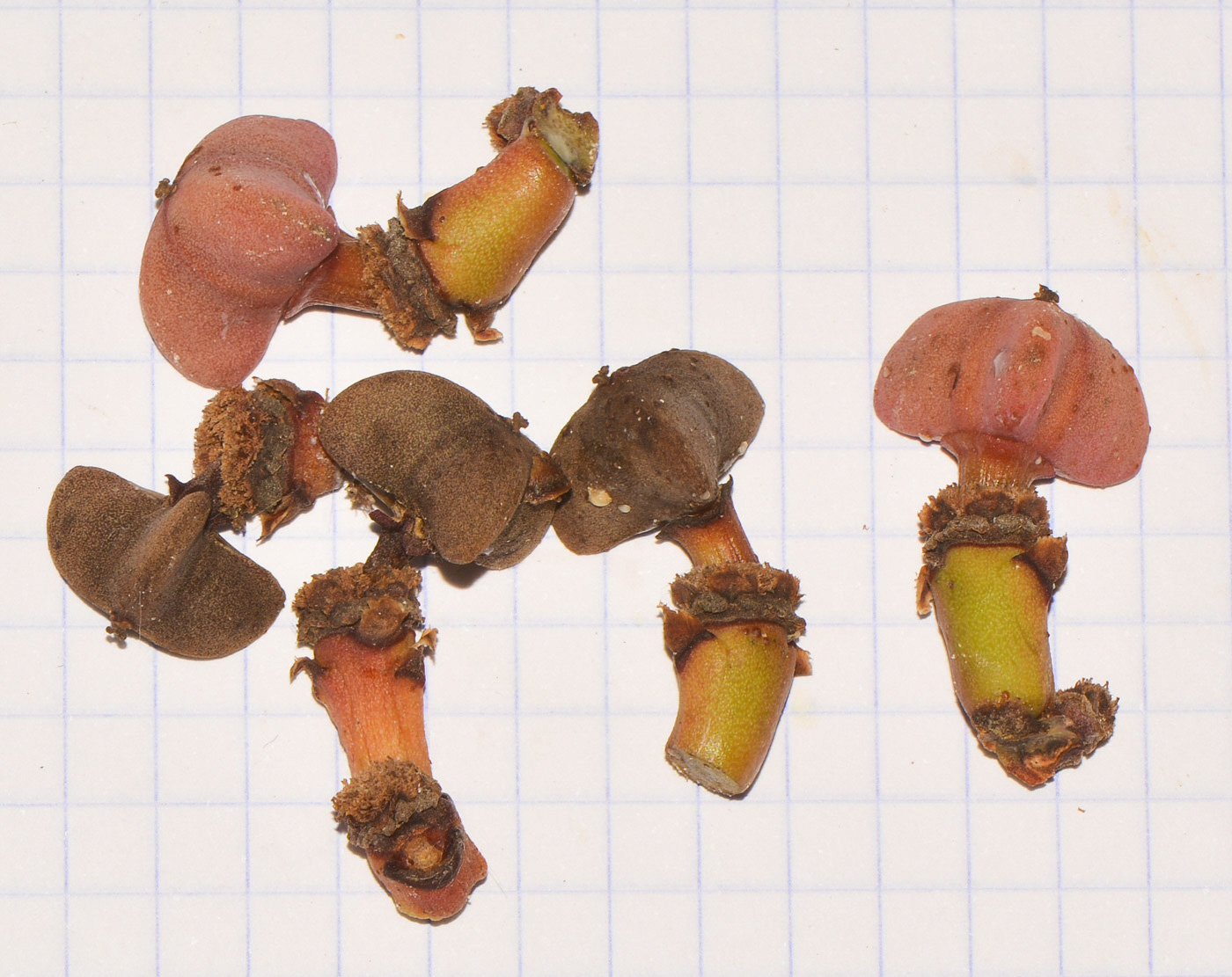 Image of Euphorbia canariensis specimen.