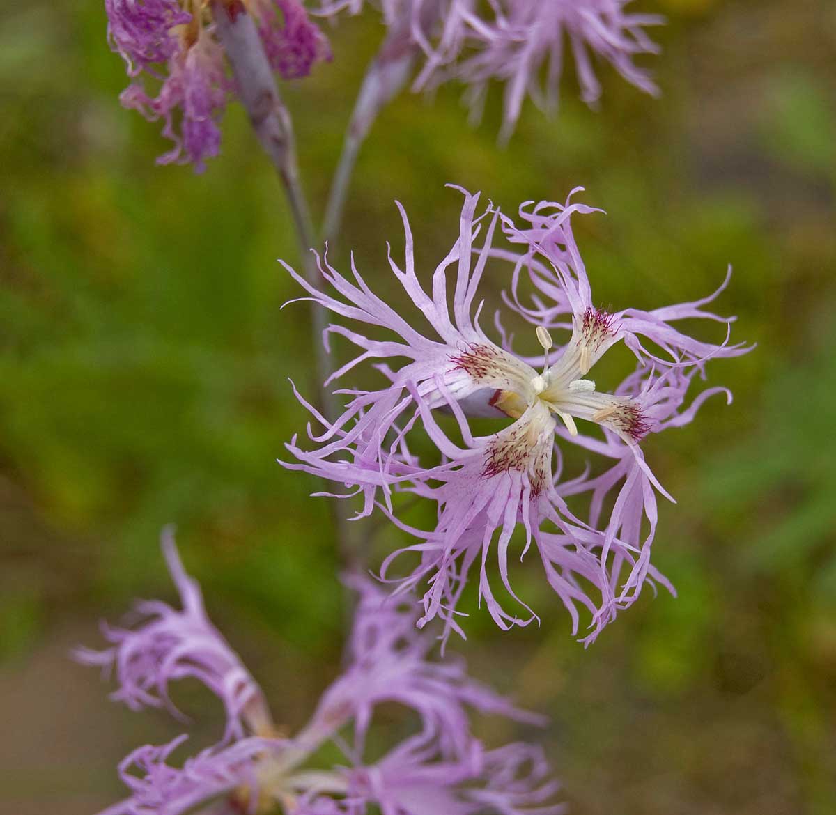 Изображение особи Dianthus superbus.