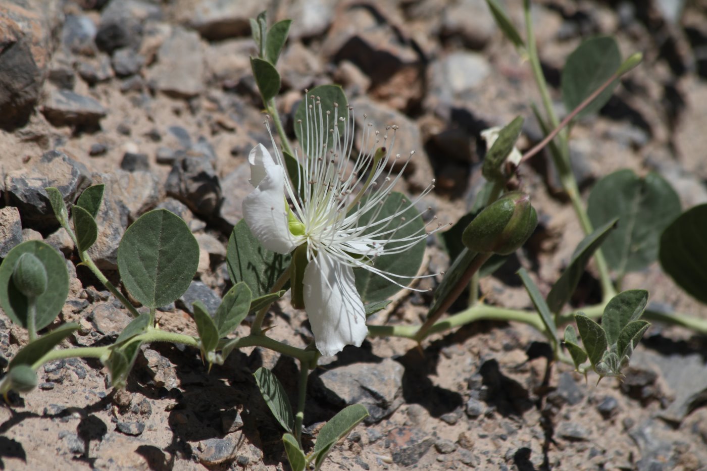 Изображение особи Capparis herbacea.