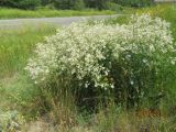 Crambe orientalis