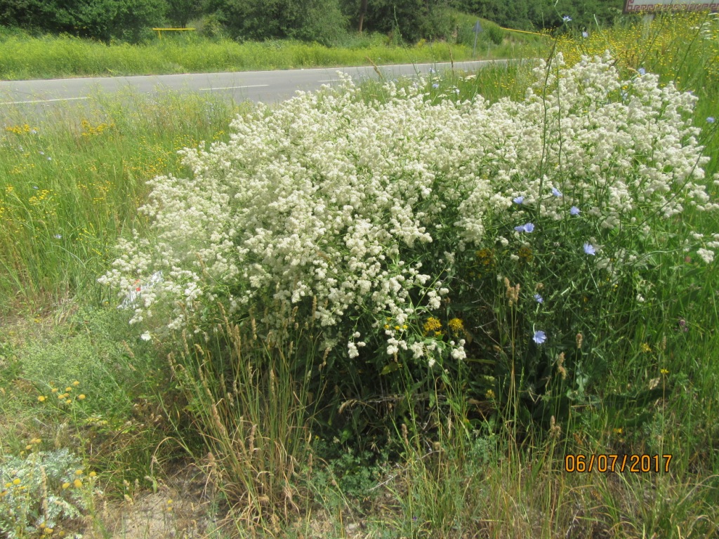Image of Crambe orientalis specimen.