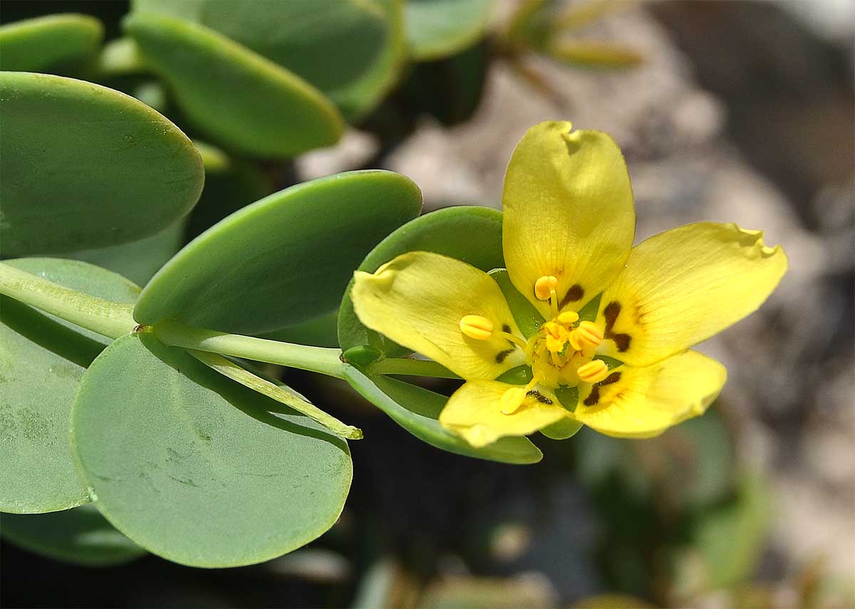 Image of Roepera cordifolia specimen.