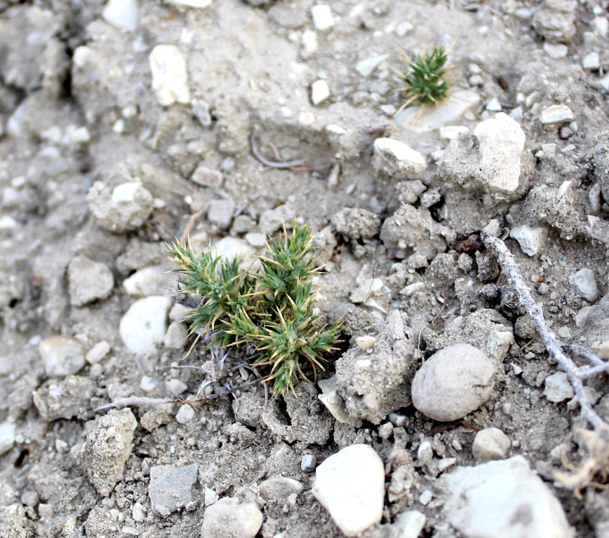 Изображение особи Girgensohnia oppositiflora.