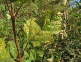 Acer tataricum