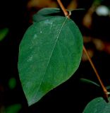 Symphoricarpos albus var. laevigatus