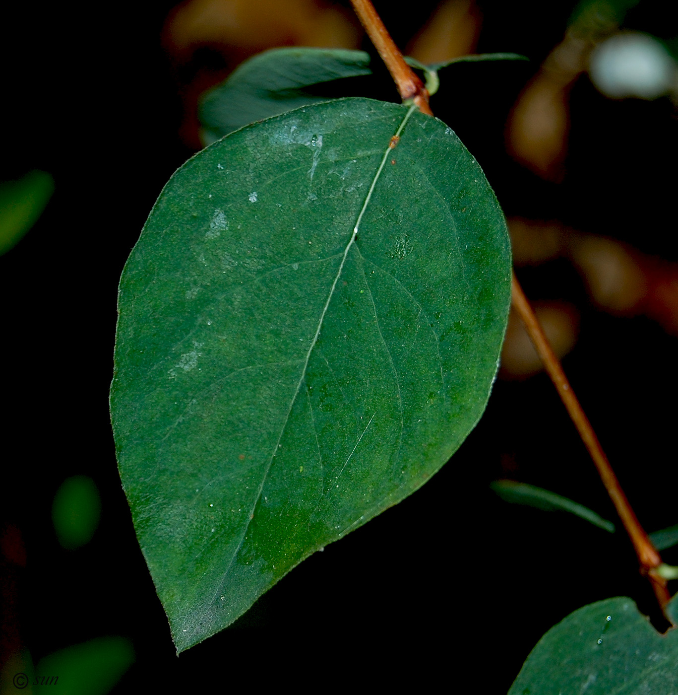 Изображение особи Symphoricarpos albus var. laevigatus.