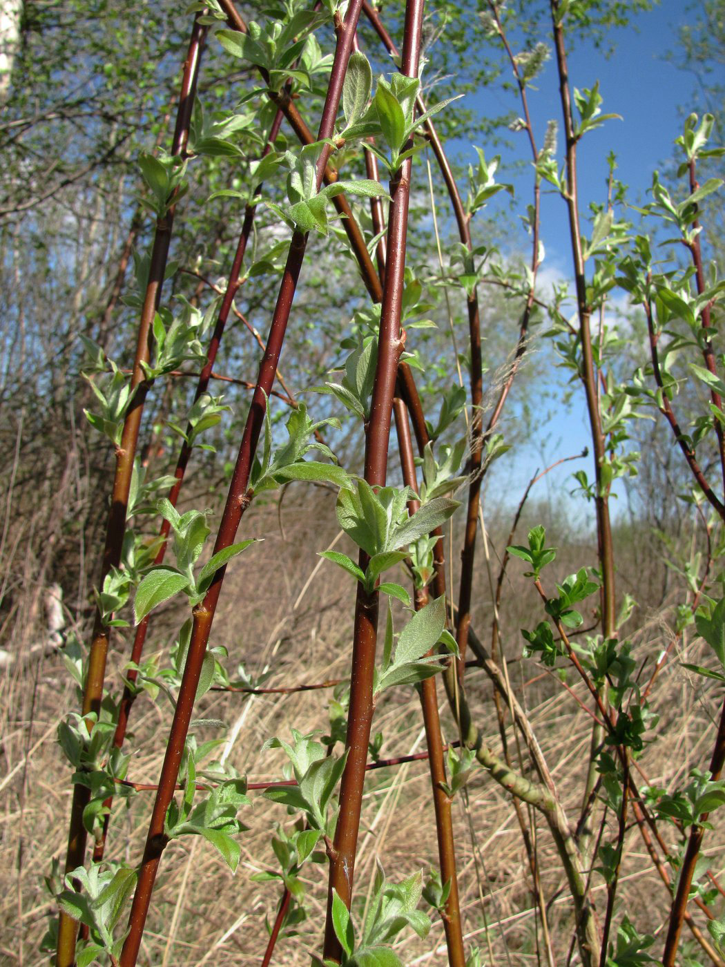 Image of Salix caprea specimen.