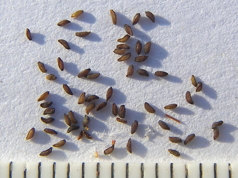 Image of Saxifraga unifoveolata specimen.