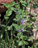 Lophanthus chinensis. Верхушка побега с соцветием. Монголия, аймак Архангай, вулкан Хэрийин, ≈ 2200 м н.у.м., каменистый склон. 06.06.2017.