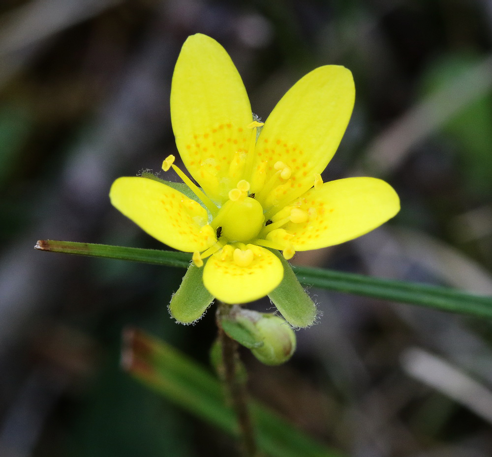 Изображение особи Saxifraga hirculus.