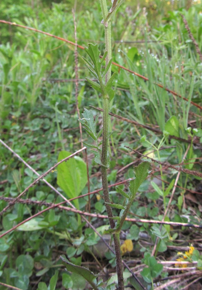 Image of Barbarea arcuata specimen.