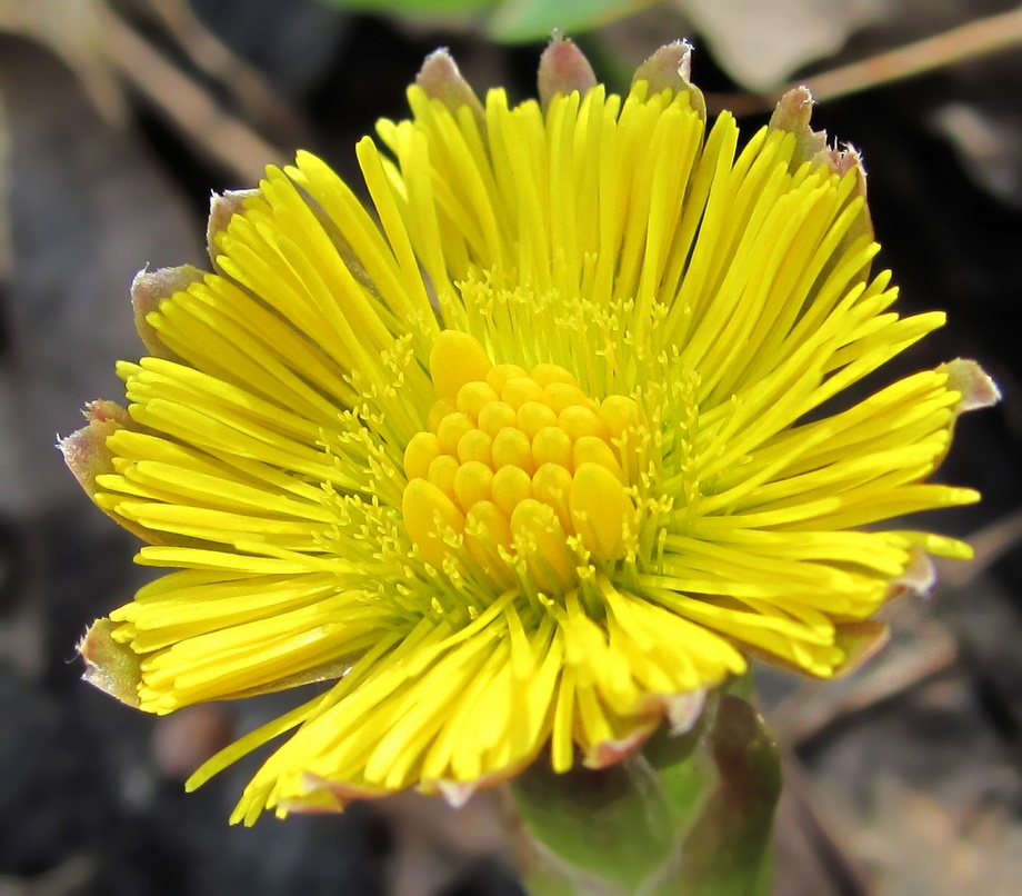 Image of Tussilago farfara specimen.