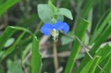 Commelina communis. Верхушка цветущего побега. Китай, провинция Хунань, Сянси-Туцзя-Мяоский автономный округ, окр. пещеры Чилян, рядом с прудом. 09.10.2017.