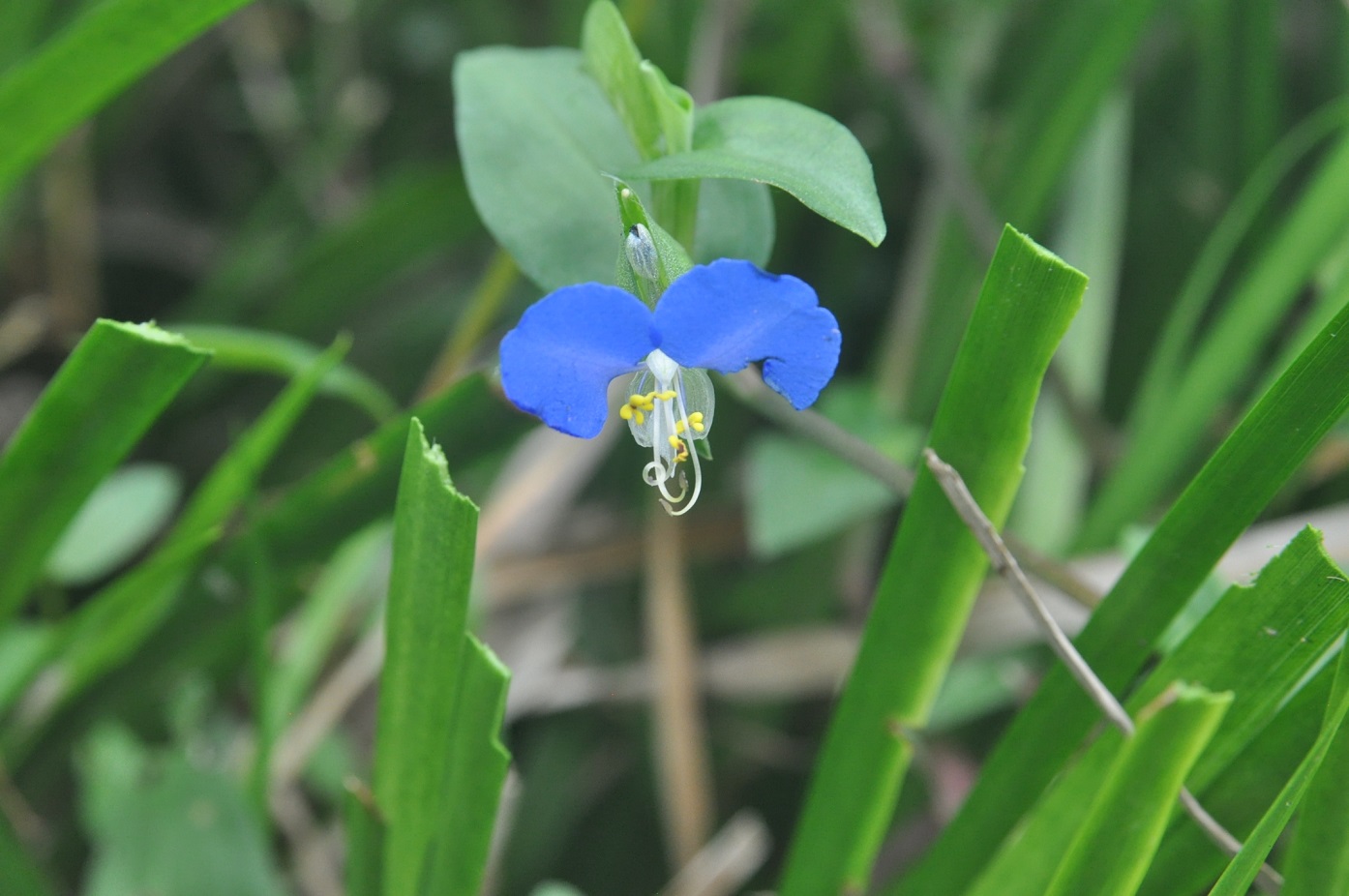 Изображение особи Commelina communis.