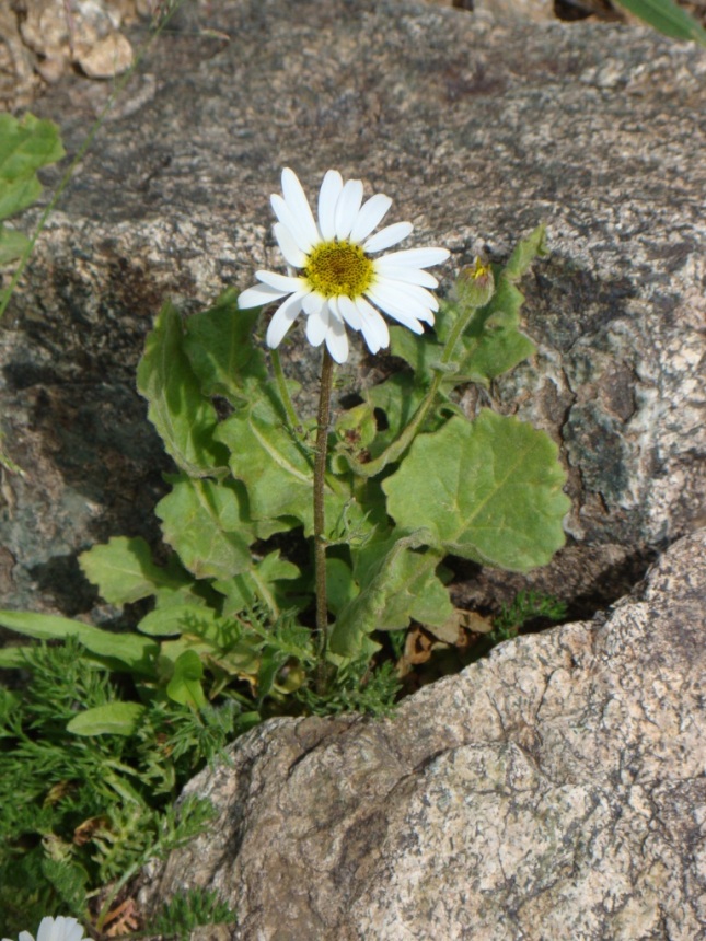 Image of Pyrethrum komarovii specimen.