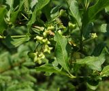 Euonymus europaeus