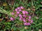 Centaurium erythraea