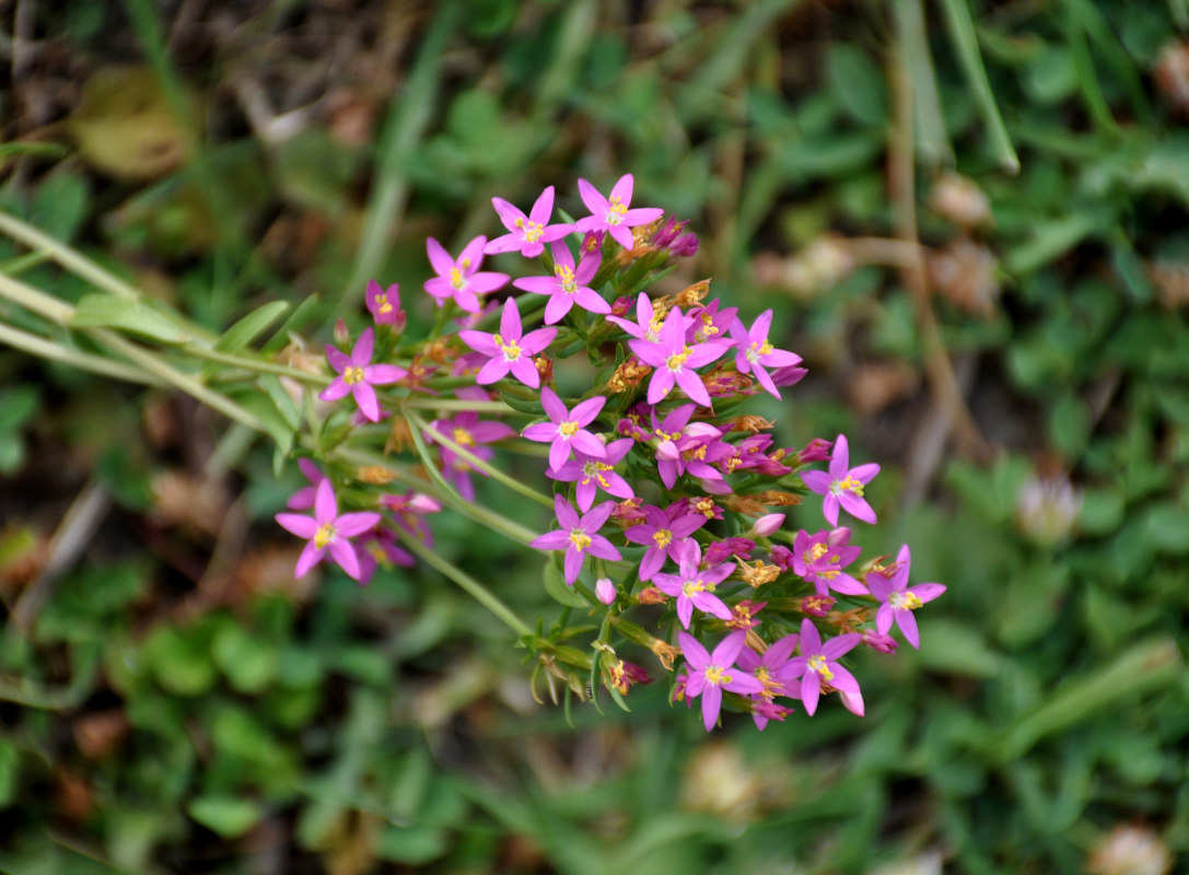 Image of Centaurium erythraea specimen.