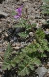 Erodium cicutarium