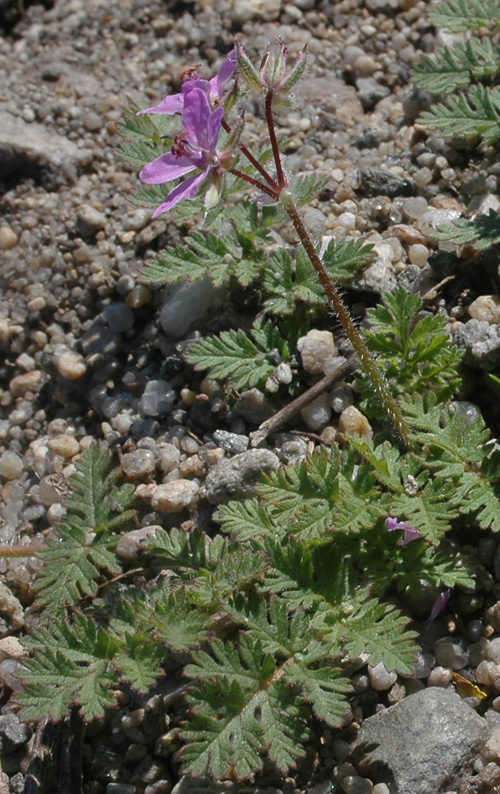 Изображение особи Erodium cicutarium.