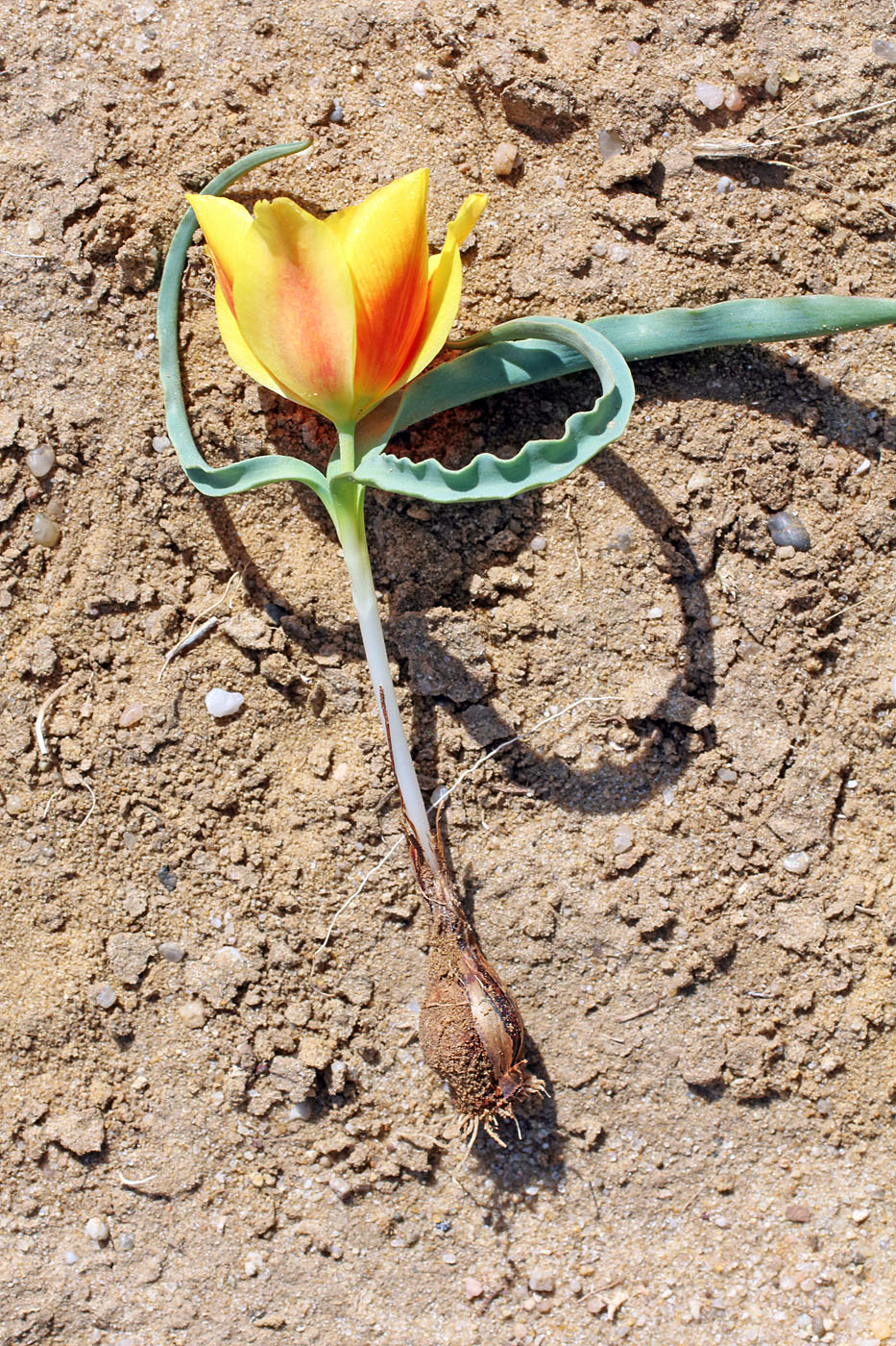 Image of Tulipa korolkowii specimen.